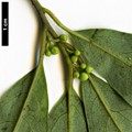SpeciesSub: var. dictyophylla